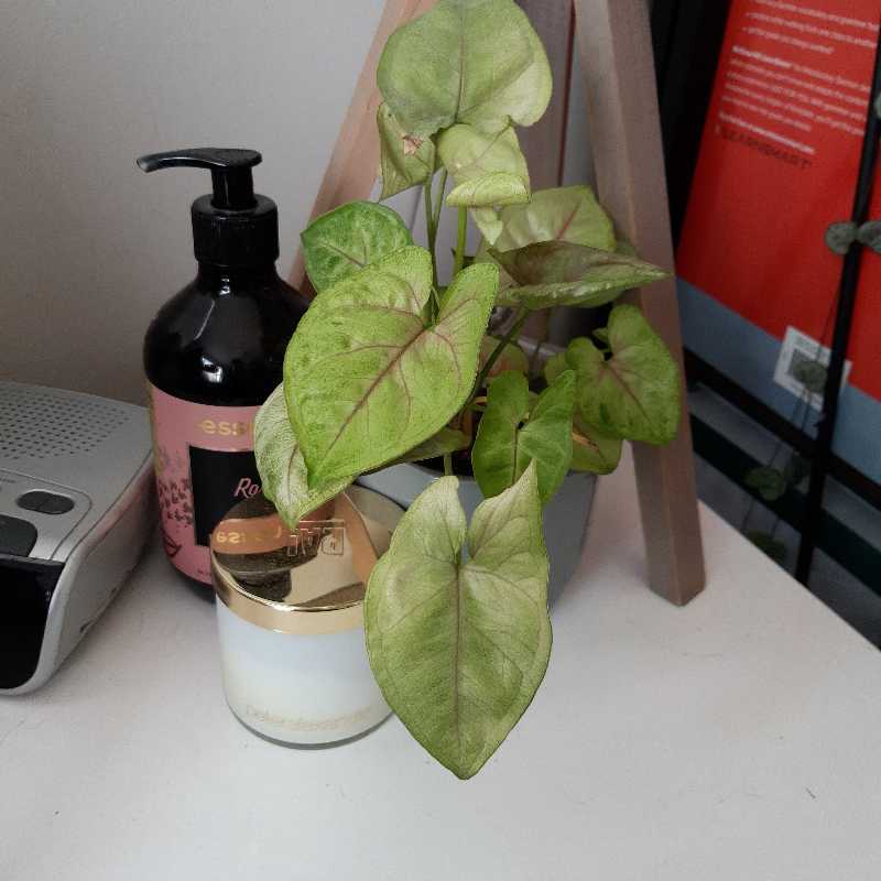 Photo of the plant species Syngonium 'Candy' by @prettyplants named Marilyn on Greg, the plant care app