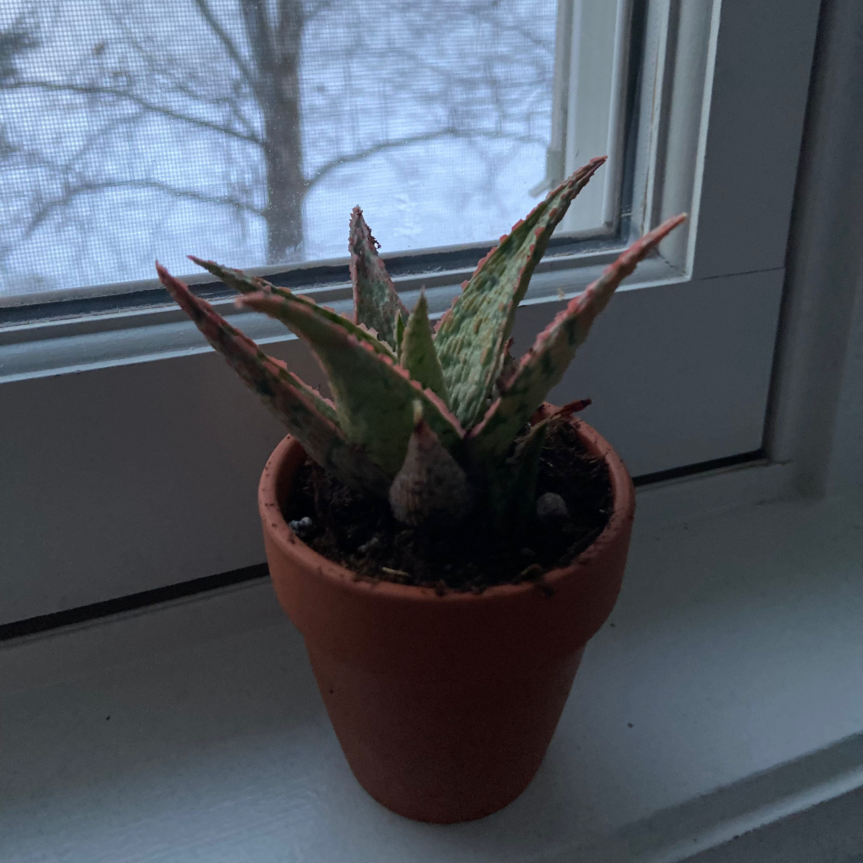 Photo of the plant species Aloe descoingsii by @kaiasay06 named Atticus on Greg, the plant care app