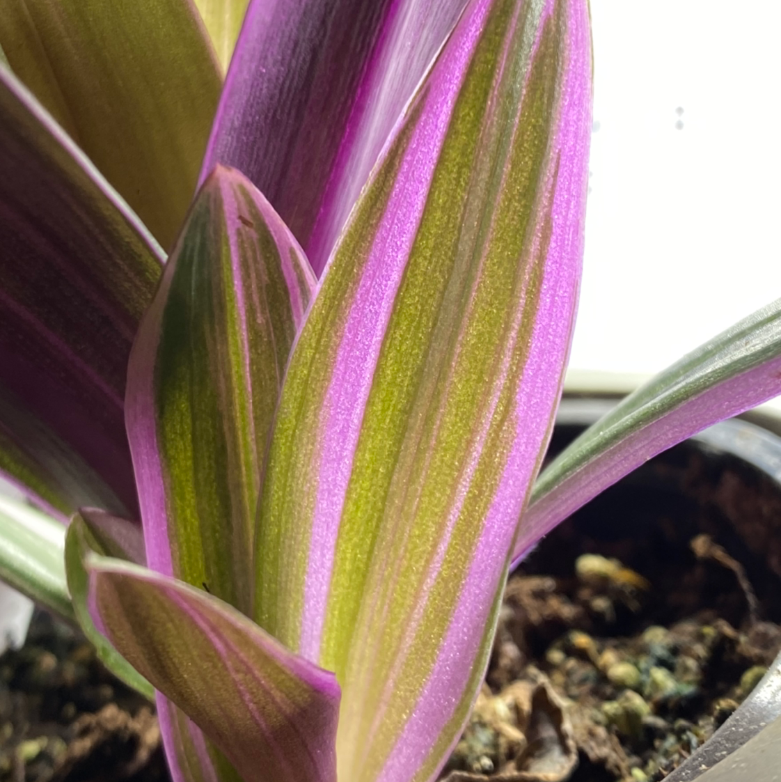 Moses-in-the-Cradle plant photo by @GatherandGrow named Tory on Greg, the plant care app.