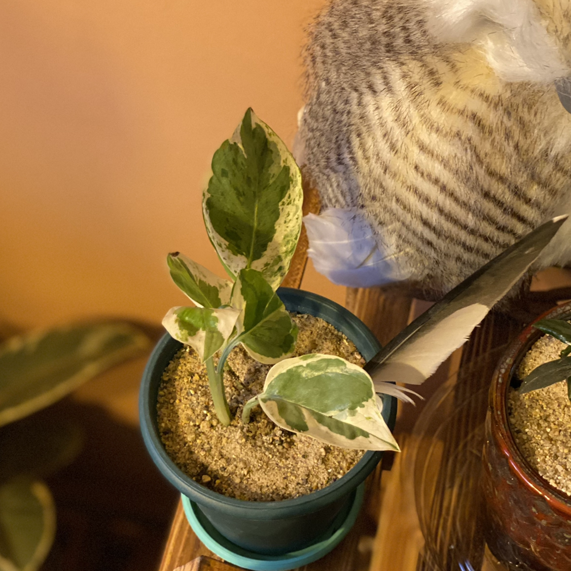 Pearls and Jade Pothos plant photo by @GatherandGrow named Pearly Jane on Greg, the plant care app.