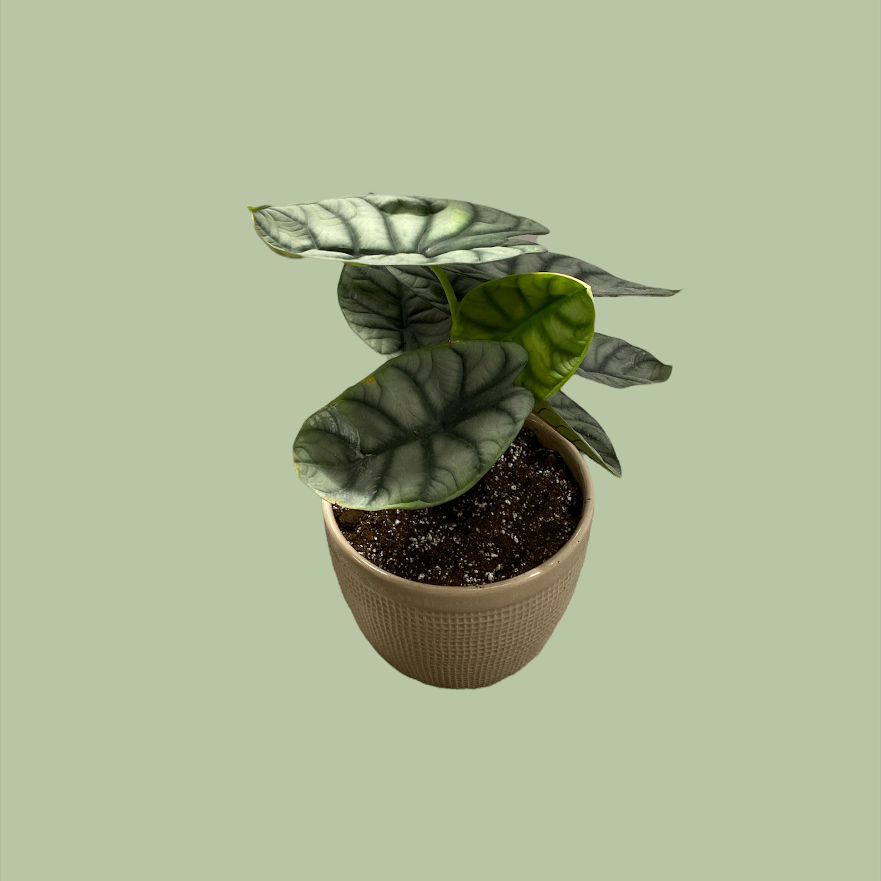 Potted Silver Dragon plant with distinct silver and green leaves.