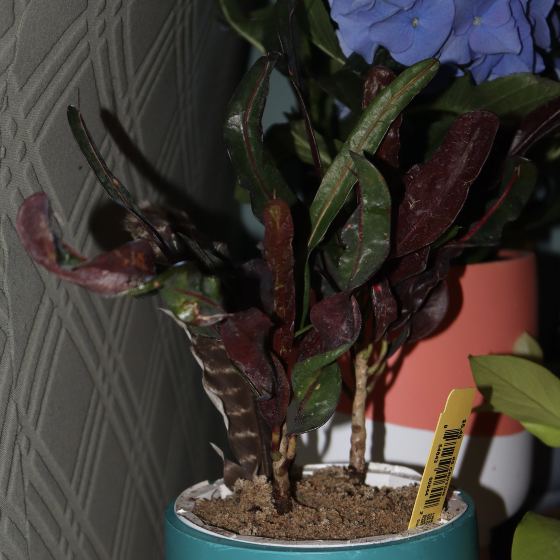Croton Curly Boy plant photo by @GatherandGrow named Colby on Greg, the plant care app.