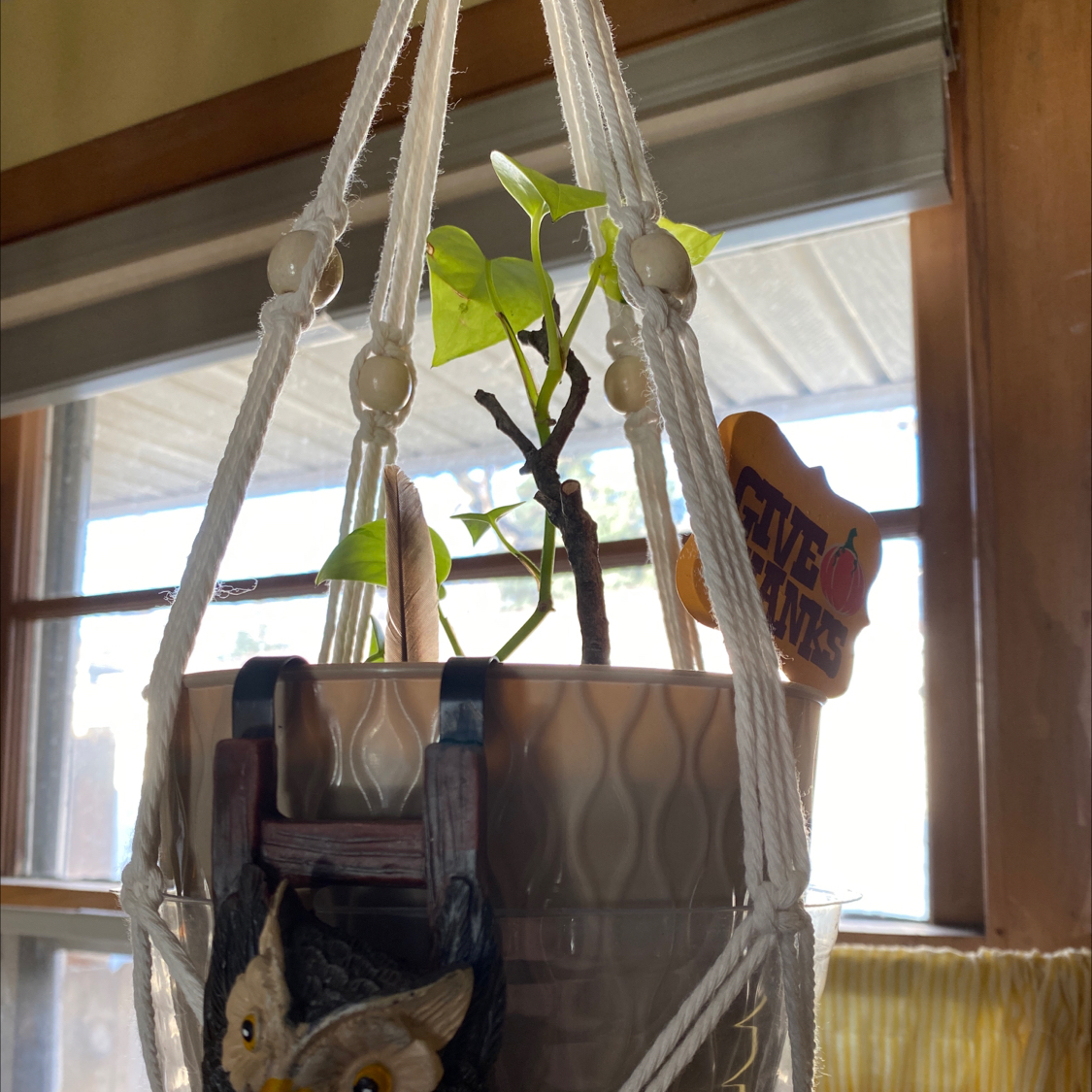 Neon Pothos plant photo by @GatherandGrow named Penny on Greg, the plant care app.