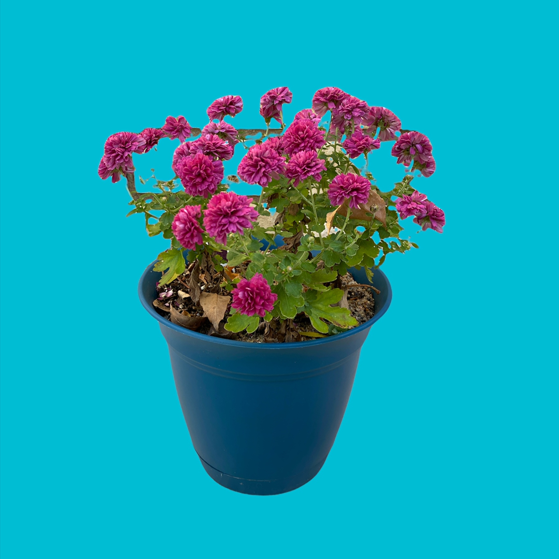 Potted Max Chrysanthemum with vibrant purple flowers against a blue background.