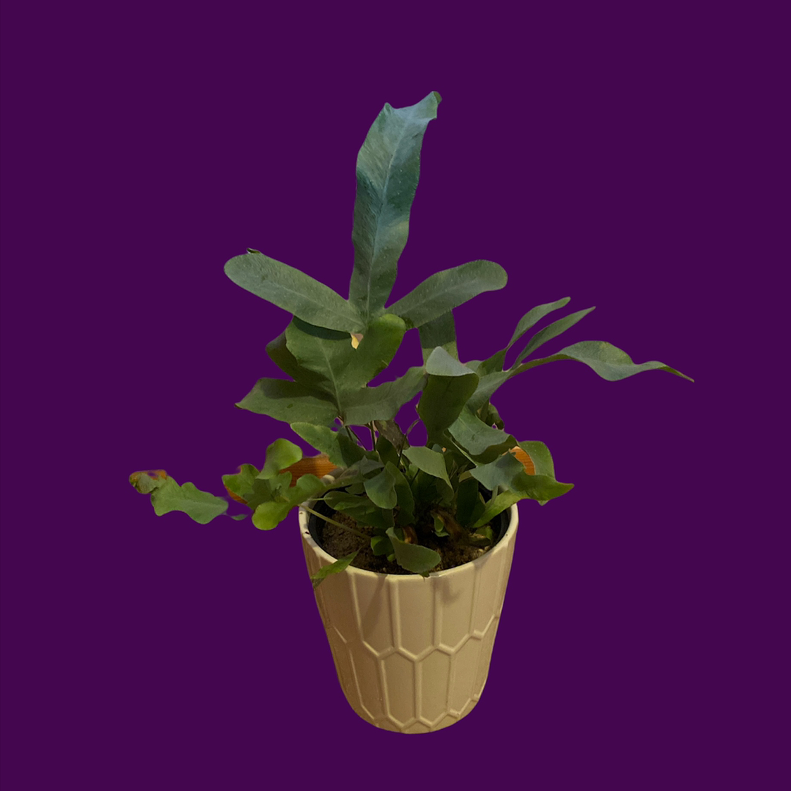 Blue Star Fern in a decorative pot against a solid background.
