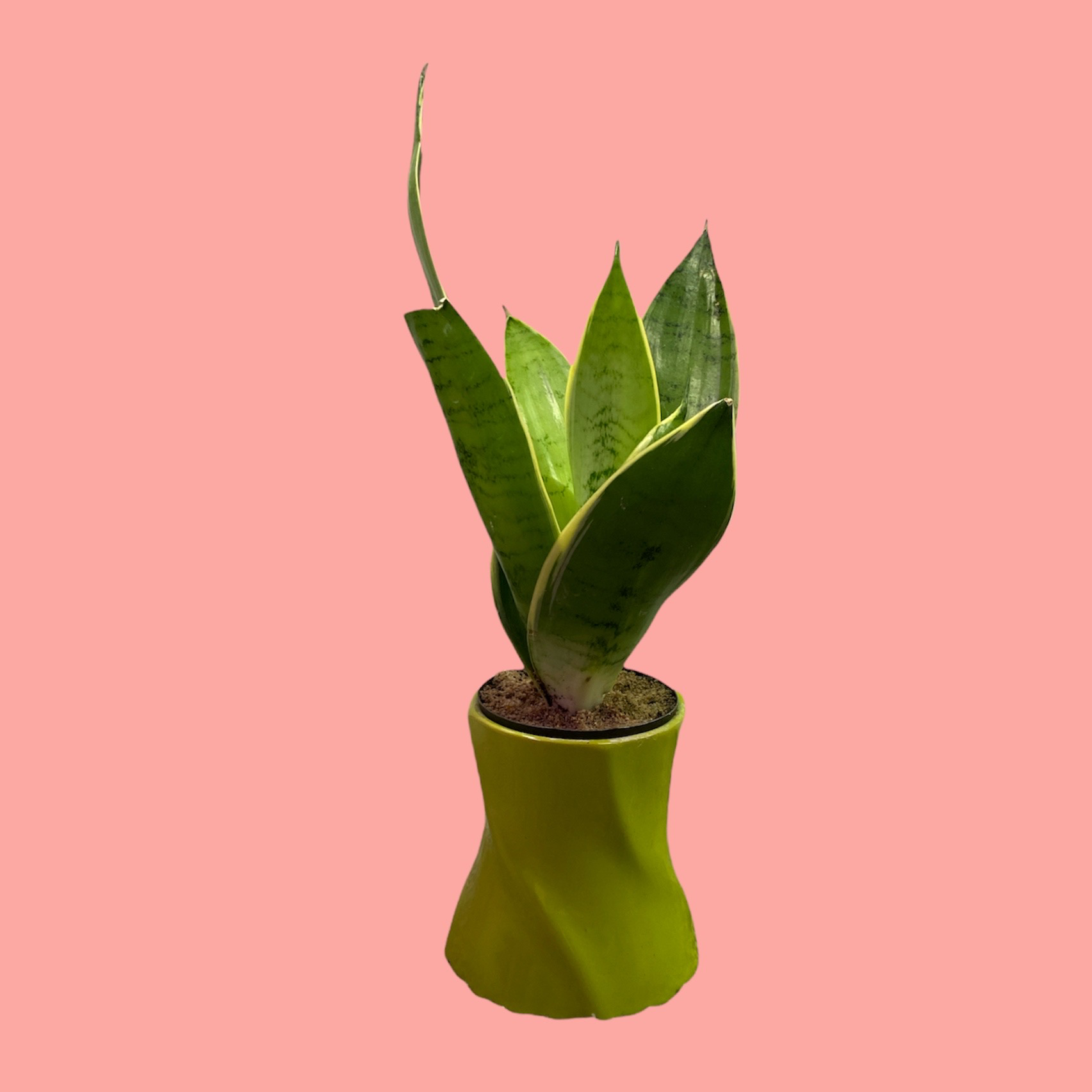 Sansevieria Night Owl plant in a green pot against a pink background.