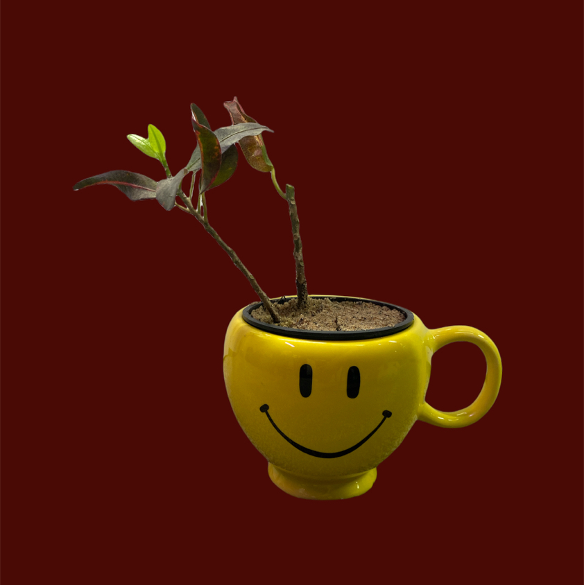 Gold Dust Croton plant photo by @GatherandGrow named Luna on Greg, the plant care app.