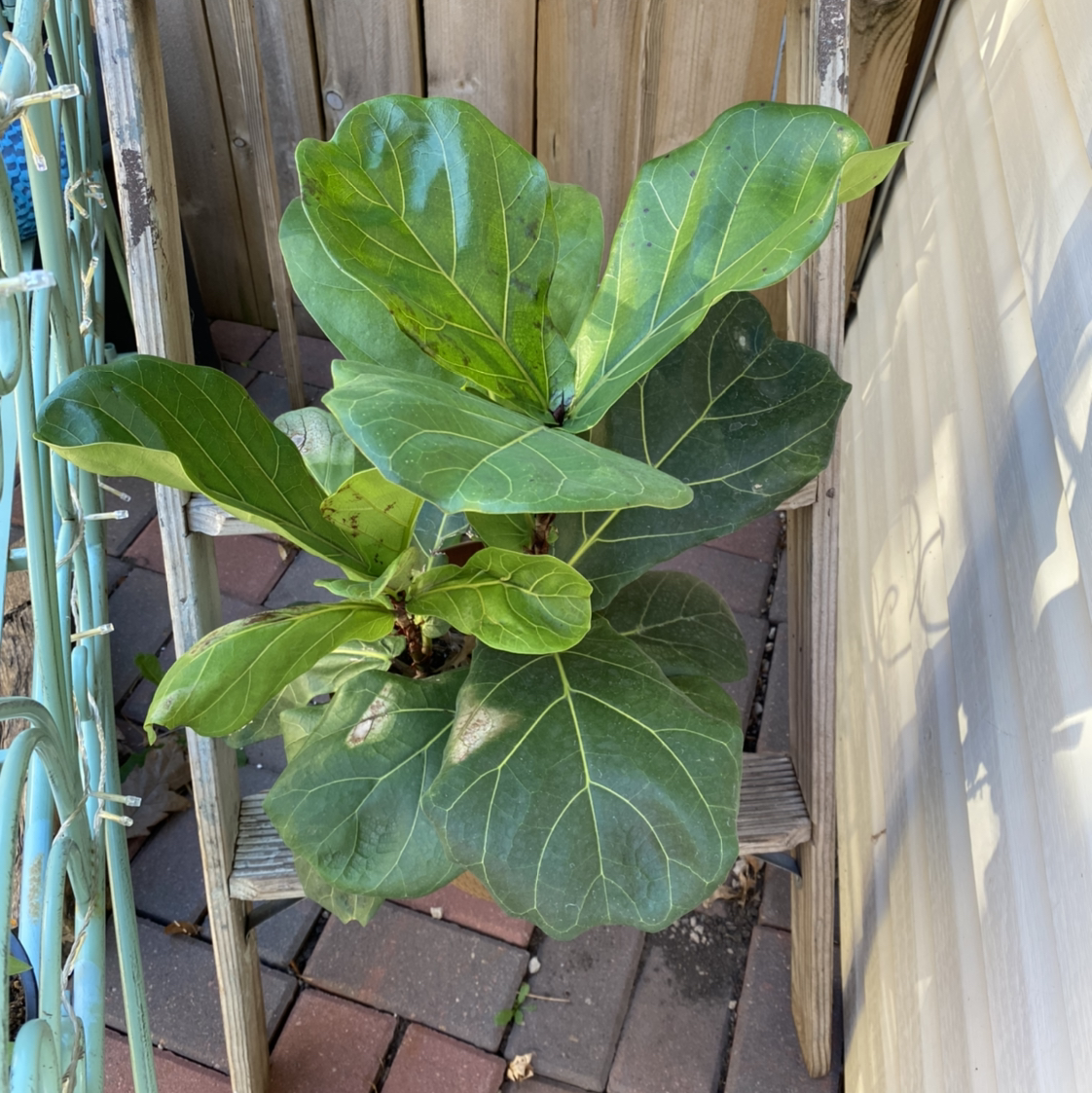 Fiddle Leaf Fig plant photo by @GatherandGrow named Frederica on Greg, the plant care app.