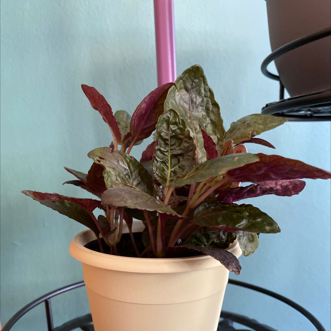 Waffle Plant plant photo by @GatherandGrow named Willa on Greg, the plant care app.