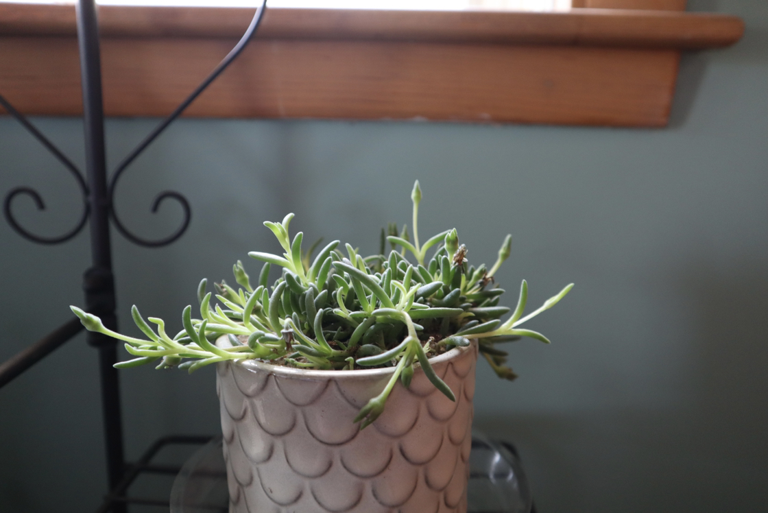 Ice plant plant photo by @GatherandGrow named Indie on Greg, the plant care app.