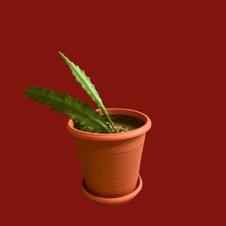 Dutchman's Pipe Cactus plant