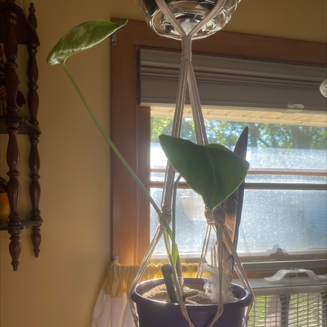 Monstera plant photo by @GatherandGrow named Melody on Greg, the plant care app.