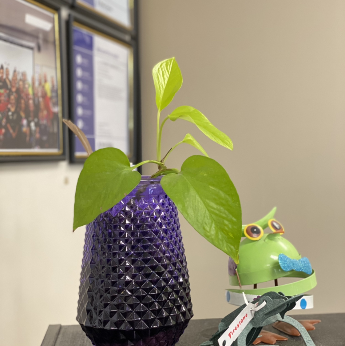 Neon Pothos plant photo by @GatherandGrow named Paul on Greg, the plant care app.