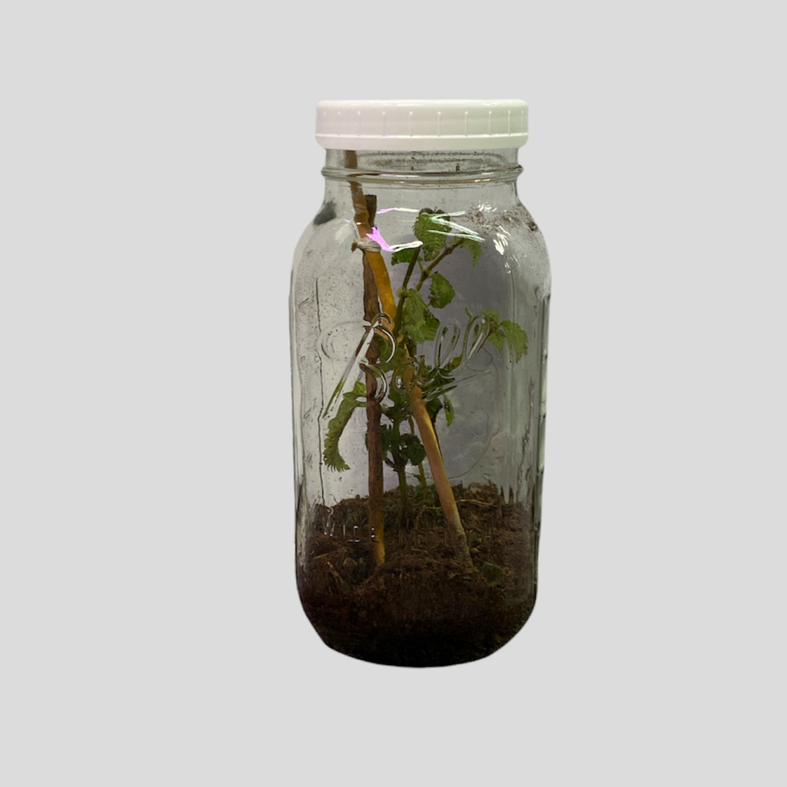Pilea 'Moon Valley' plant in a glass jar with soil, supported by sticks. Leaves show yellowing and browning.