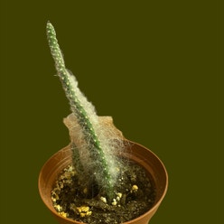 Old Man Cactus plant