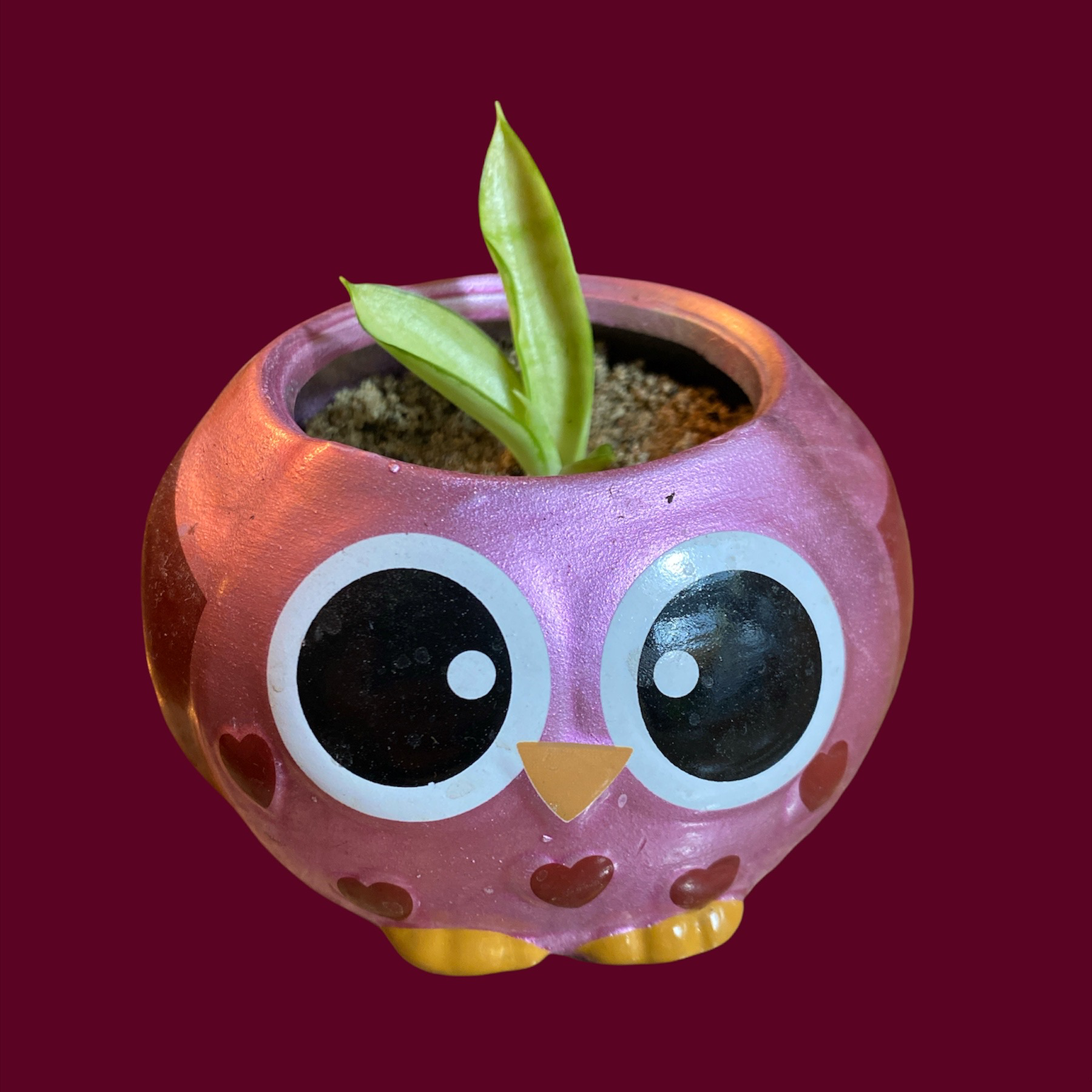 Sansevieria Night Owl plant in a decorative owl-shaped pot with visible soil.