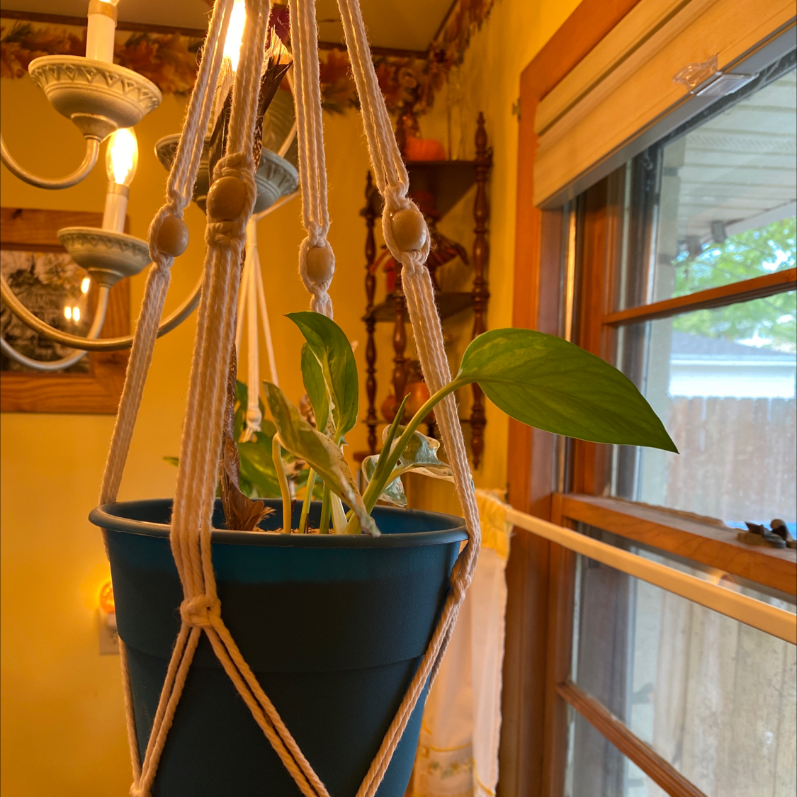 Pearls and Jade Pothos plant photo by @GatherandGrow named Penny Jo on Greg, the plant care app.