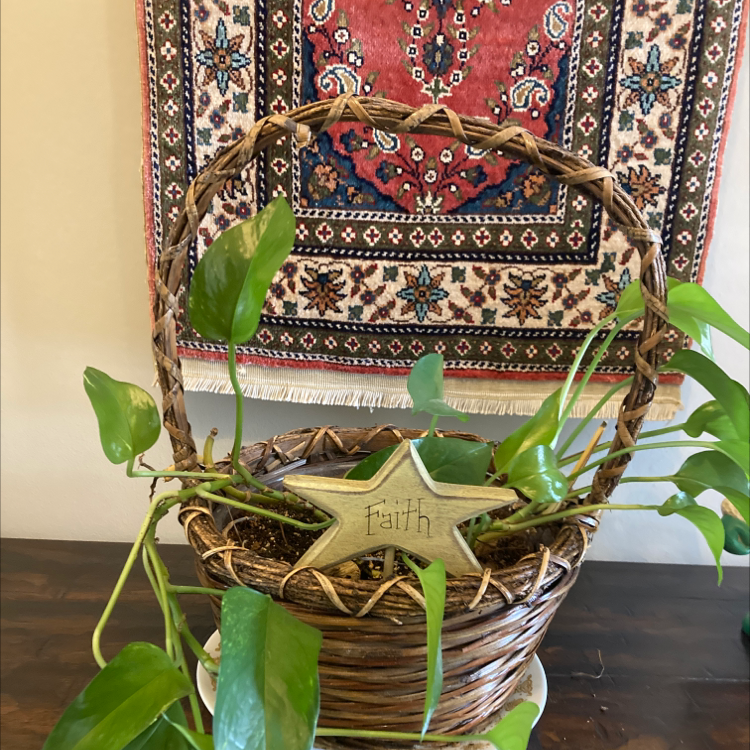 Taro Vine plant photo by @ProGraypine named Dad D on Greg, the plant care app.