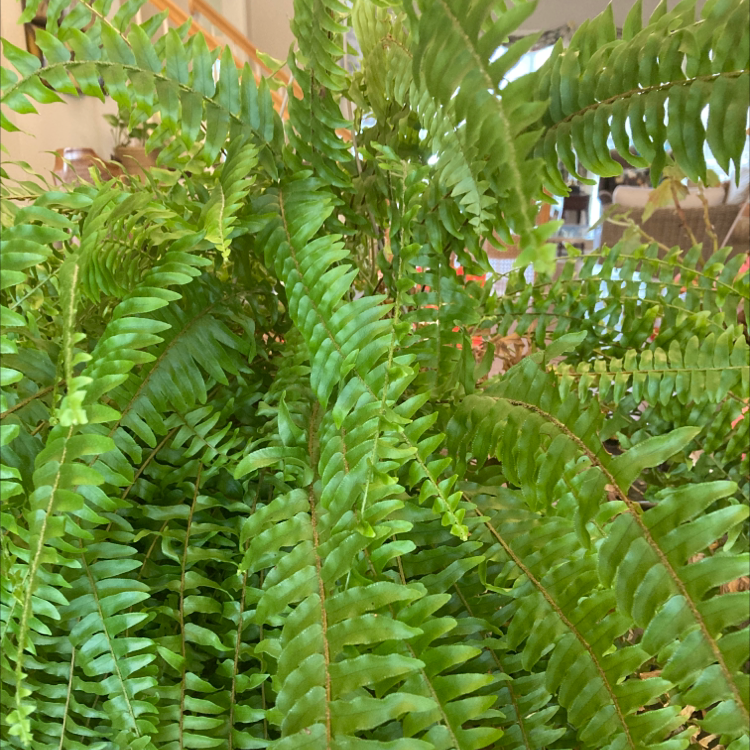 Boston Fern plant photo by @ProGraypine named Fern on Greg, the plant care app.