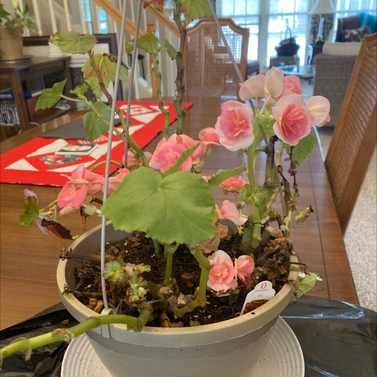 Tuberous Begonia plant photo by @ProGraypine named Begonia on Greg, the plant care app.