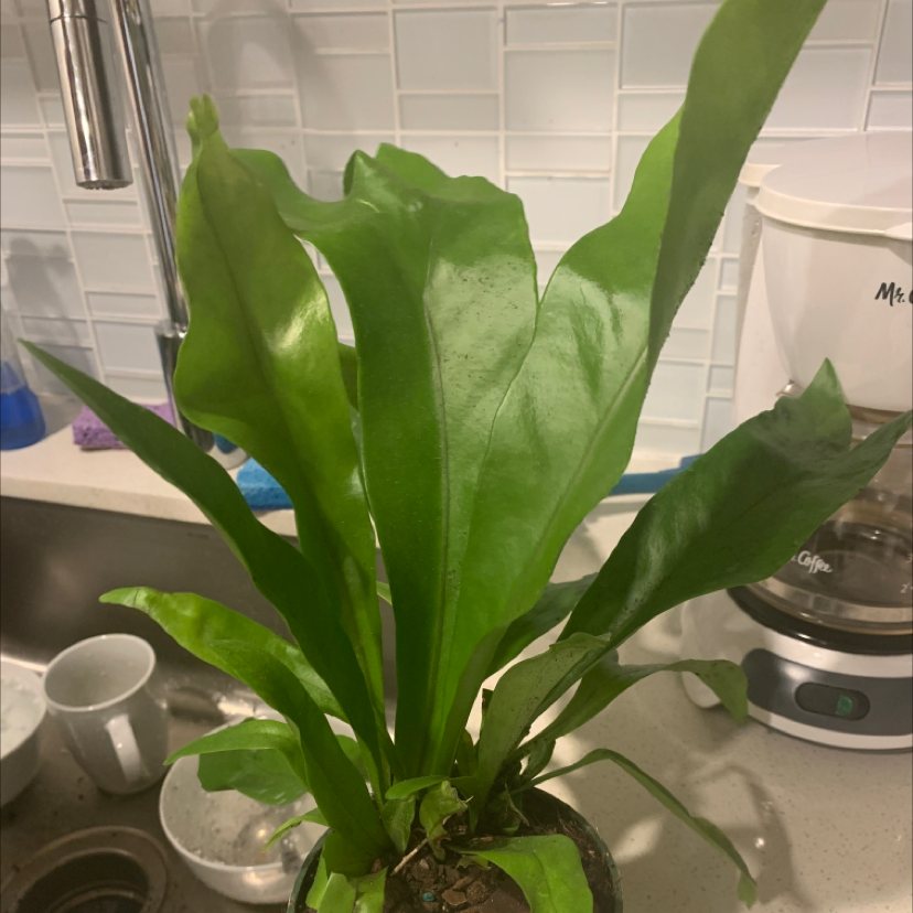 Green Flame Fern with vibrant green leaves on a kitchen counter.