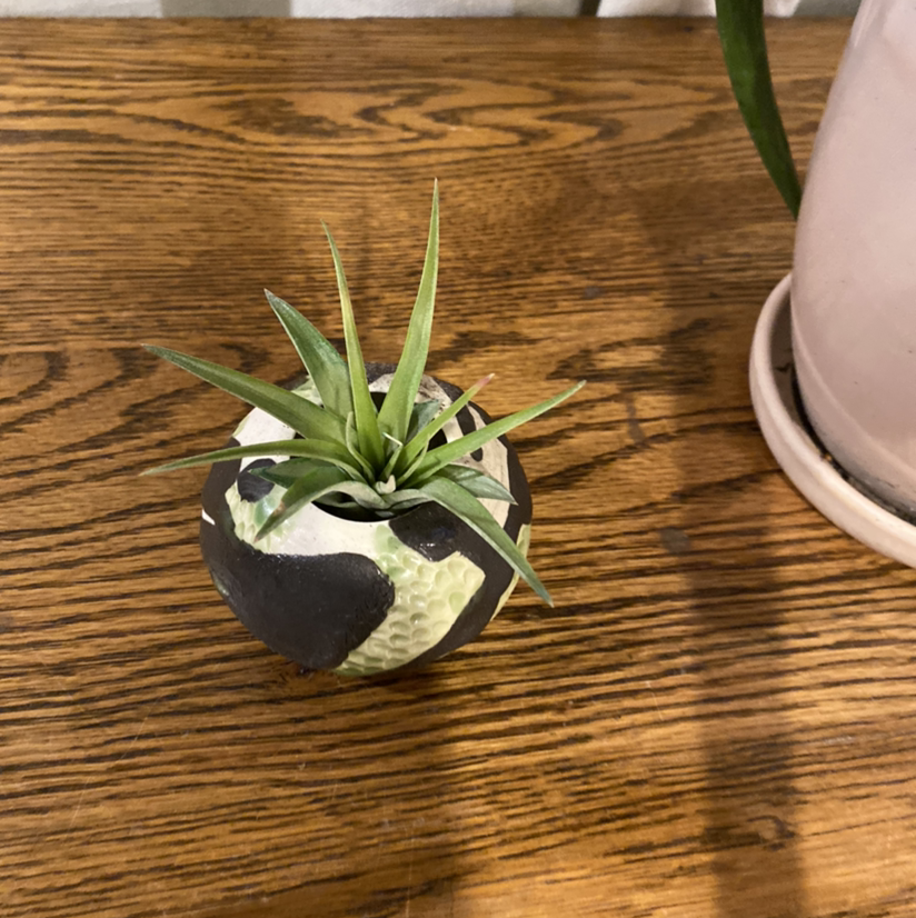 Healthy young century plant in black and white planter on wooden surface, with vibrant green leaves in rosette pattern.