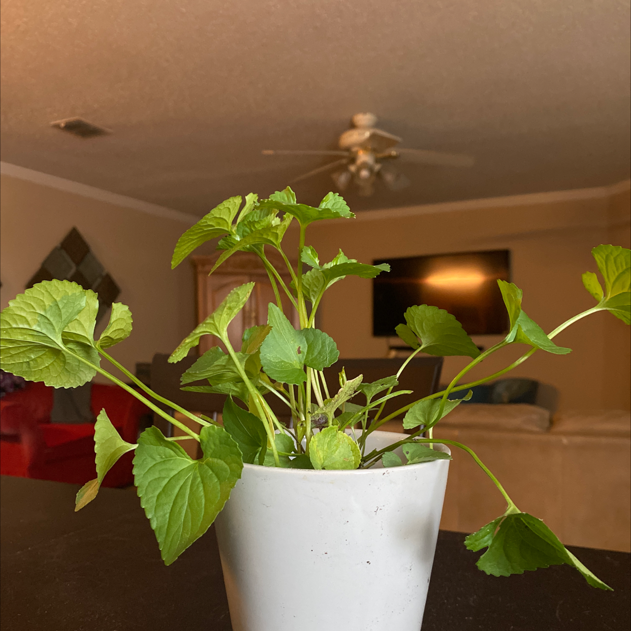 Potted Common Blue Violet plant with green leaves in an indoor living space.