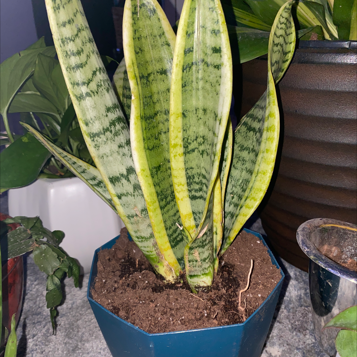 Snake Plant plant photo by @Karli_granger named Bernie (potusp)🐍 on Greg, the plant care app.