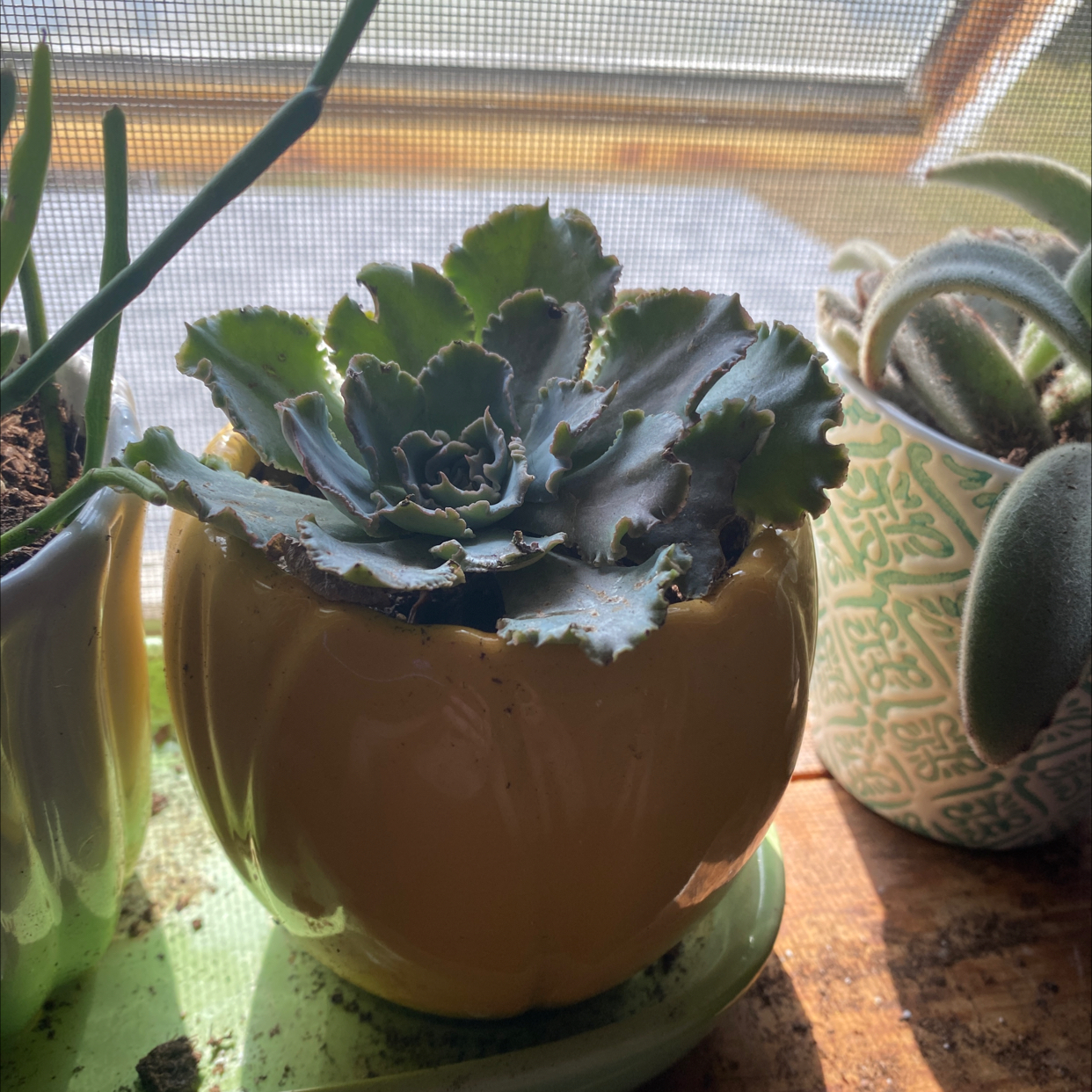 Potted Echeveria 'Lola' plant on a windowsill, healthy and well-framed.