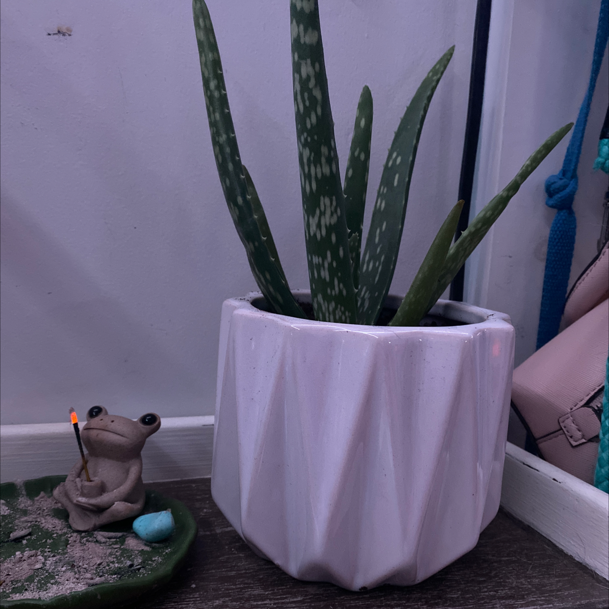 Aloe vera plant photo by @Karli_granger named Apallo on Greg, the plant care app.