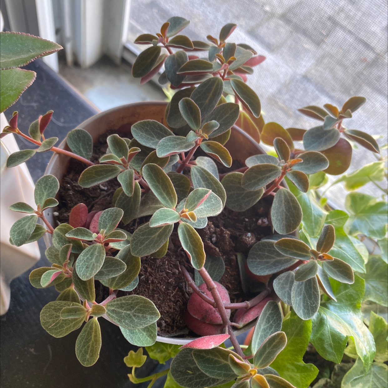 Peperomia Red Log plant in a pot with visible soil, healthy leaves, and no signs of disease.