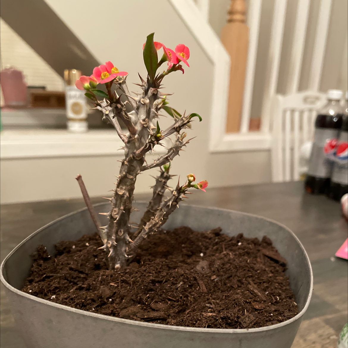A thriving Crown of Thorns plant with pink and red flowers blooming from thorny branches in a gray ceramic pot.