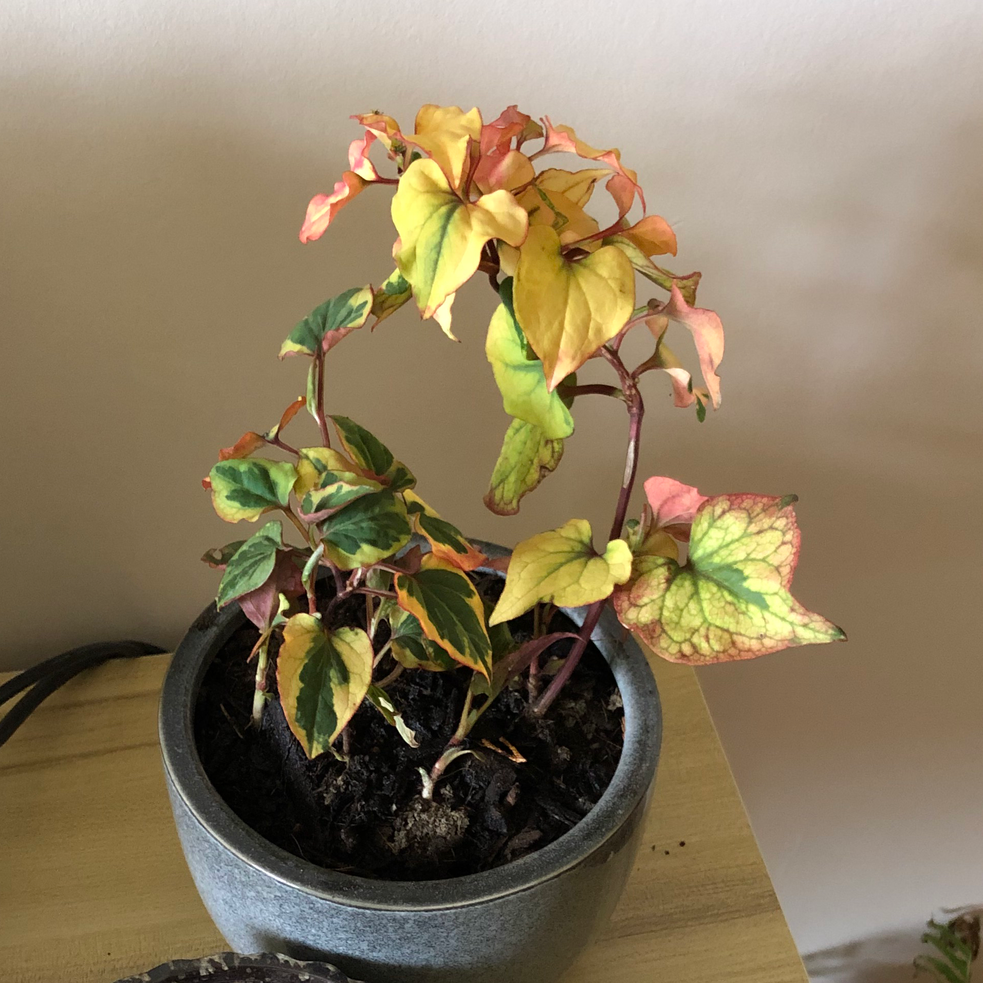 Potted Fishwort plant with variegated leaves showing yellowing and browning.