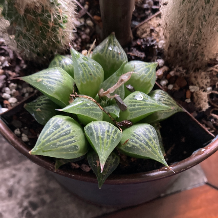 Healthy Star Cactus in a pot with visible soil and no signs of disease.