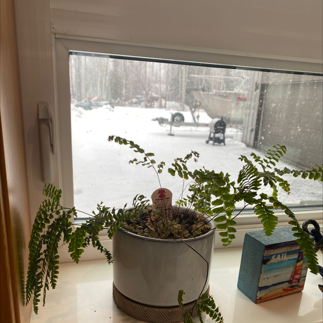 Northern Maidenhair Fern in a pot on a windowsill with visible soil and green fronds.