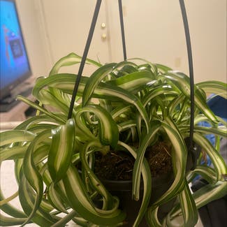 Spider Plant plant in Rockwood, Tennessee