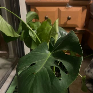 Monstera plant in Rockwood, Tennessee