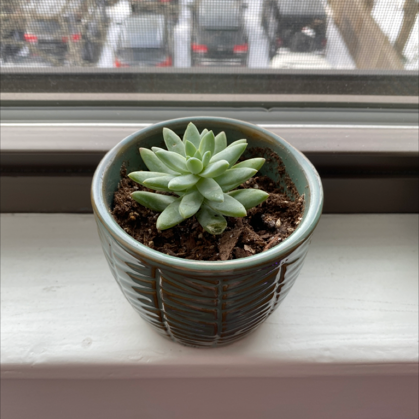 Photo of the plant species Graptopetalum filiferum by Hannah named Sage on Greg, the plant care app