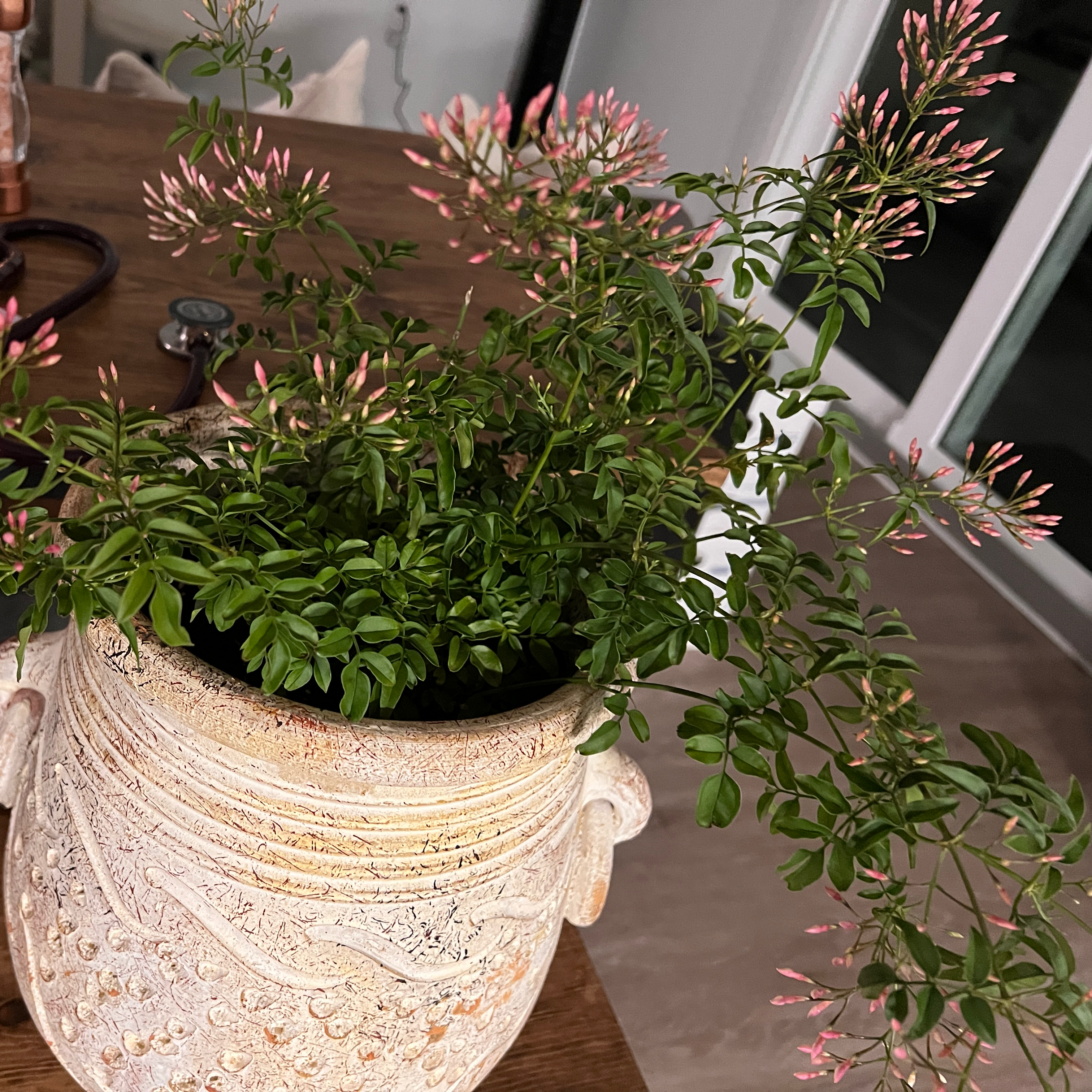 Pink Jasmine plant in a decorative pot with numerous buds and green leaves.
