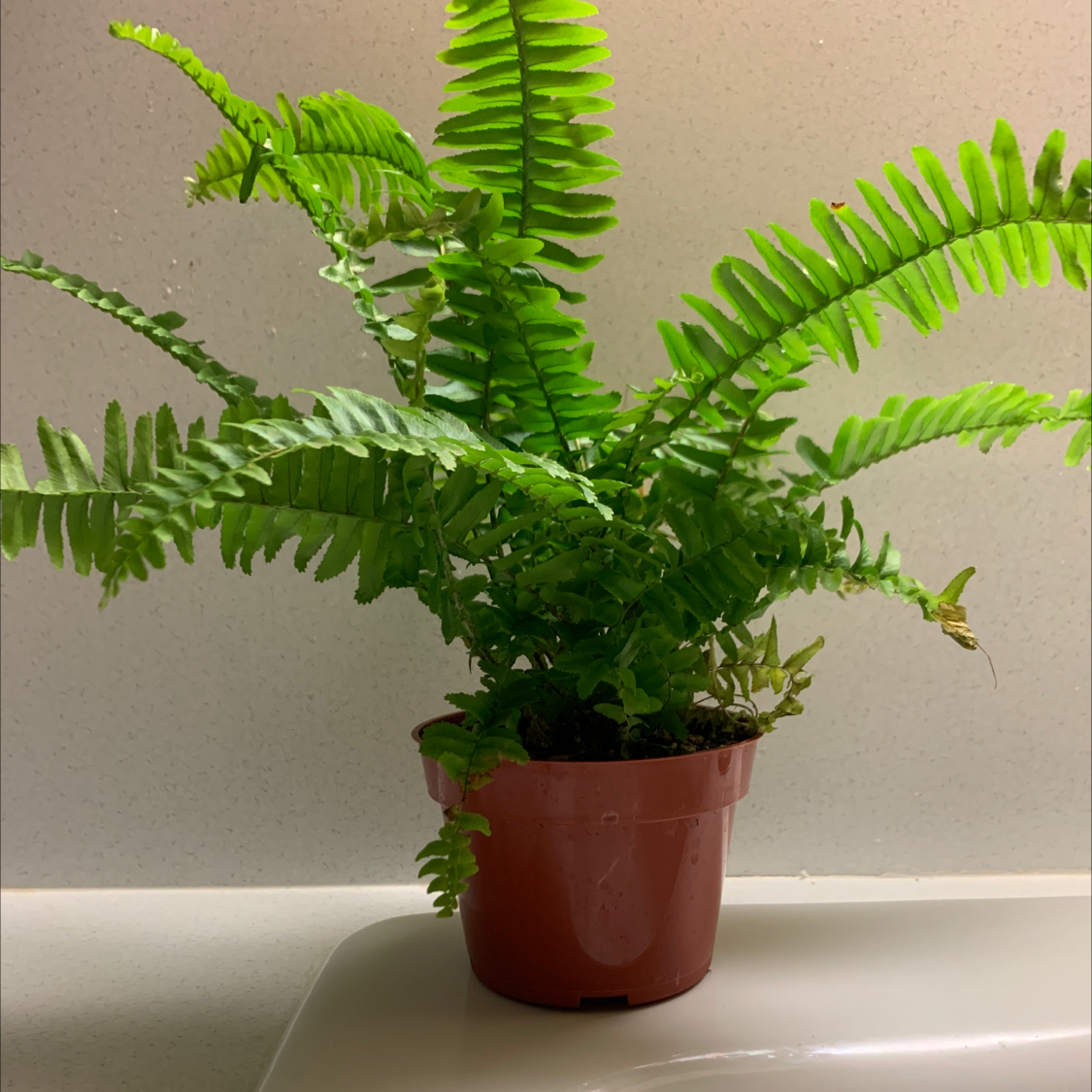 Photo of the plant species Boston Fern by @Manjee named Boston on Greg, the plant care app