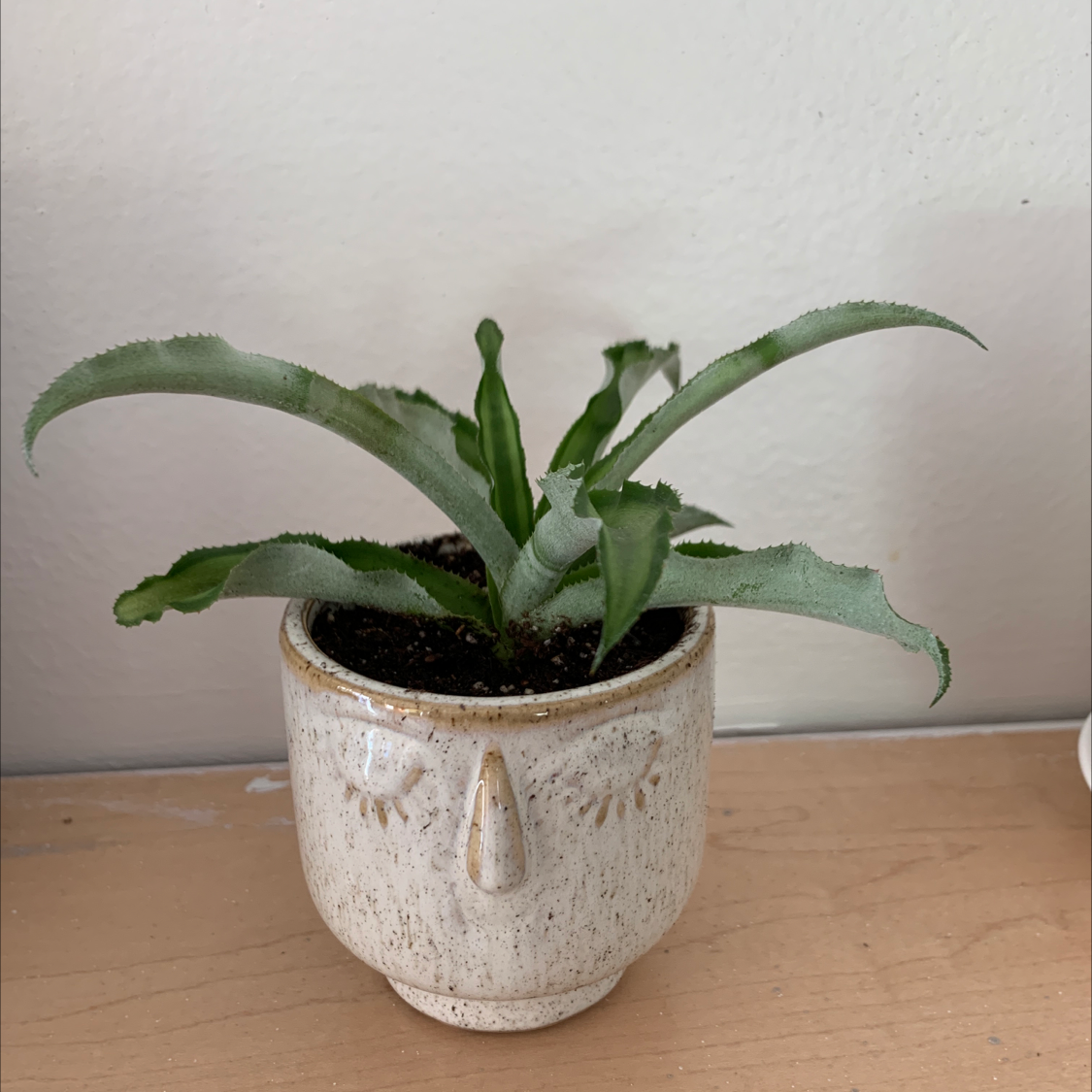 Potted Earth Stars plant in a ceramic pot with visible soil, well-framed and in focus.
