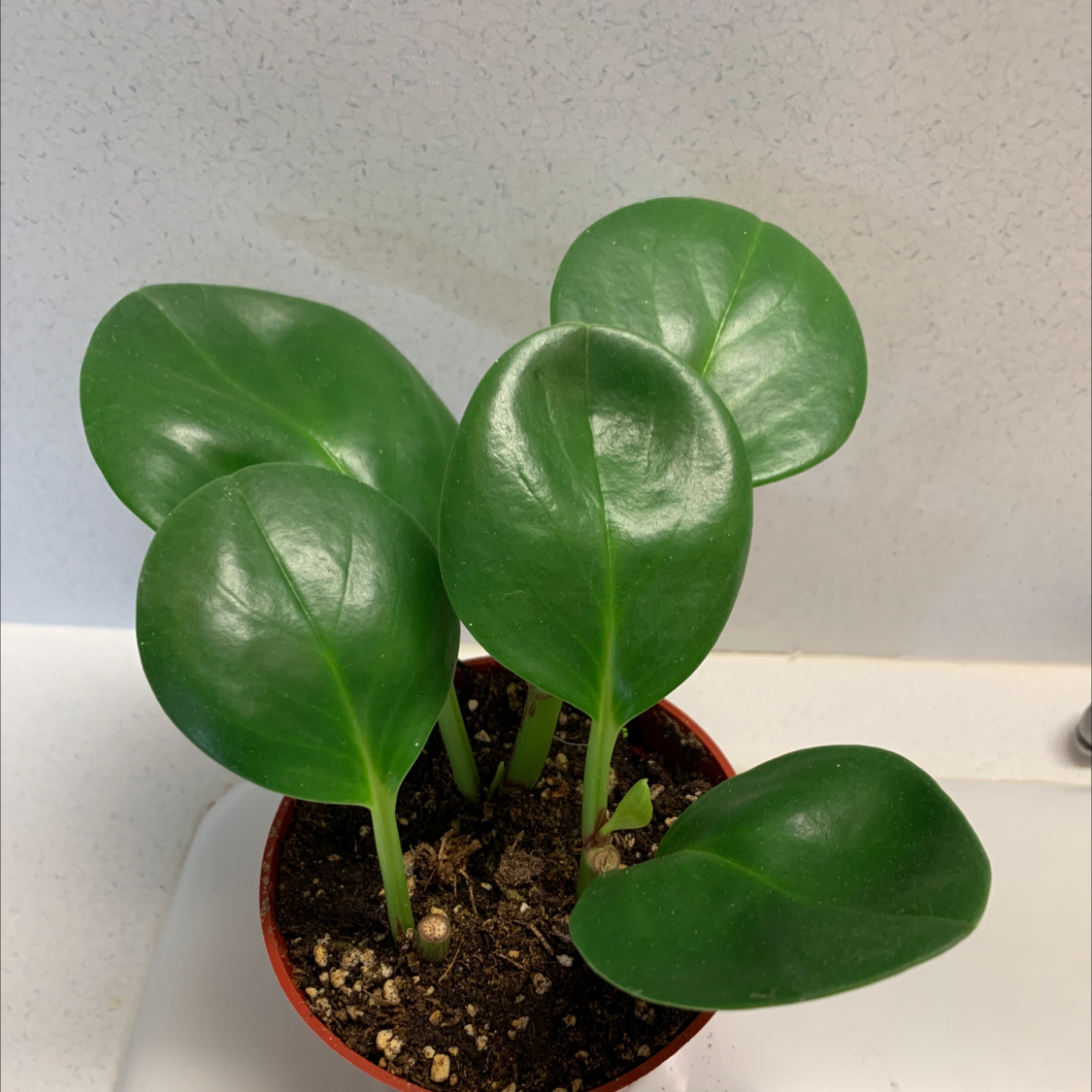 Photo of the plant species Peperomia Thailand by @Manjee named Thai on Greg, the plant care app