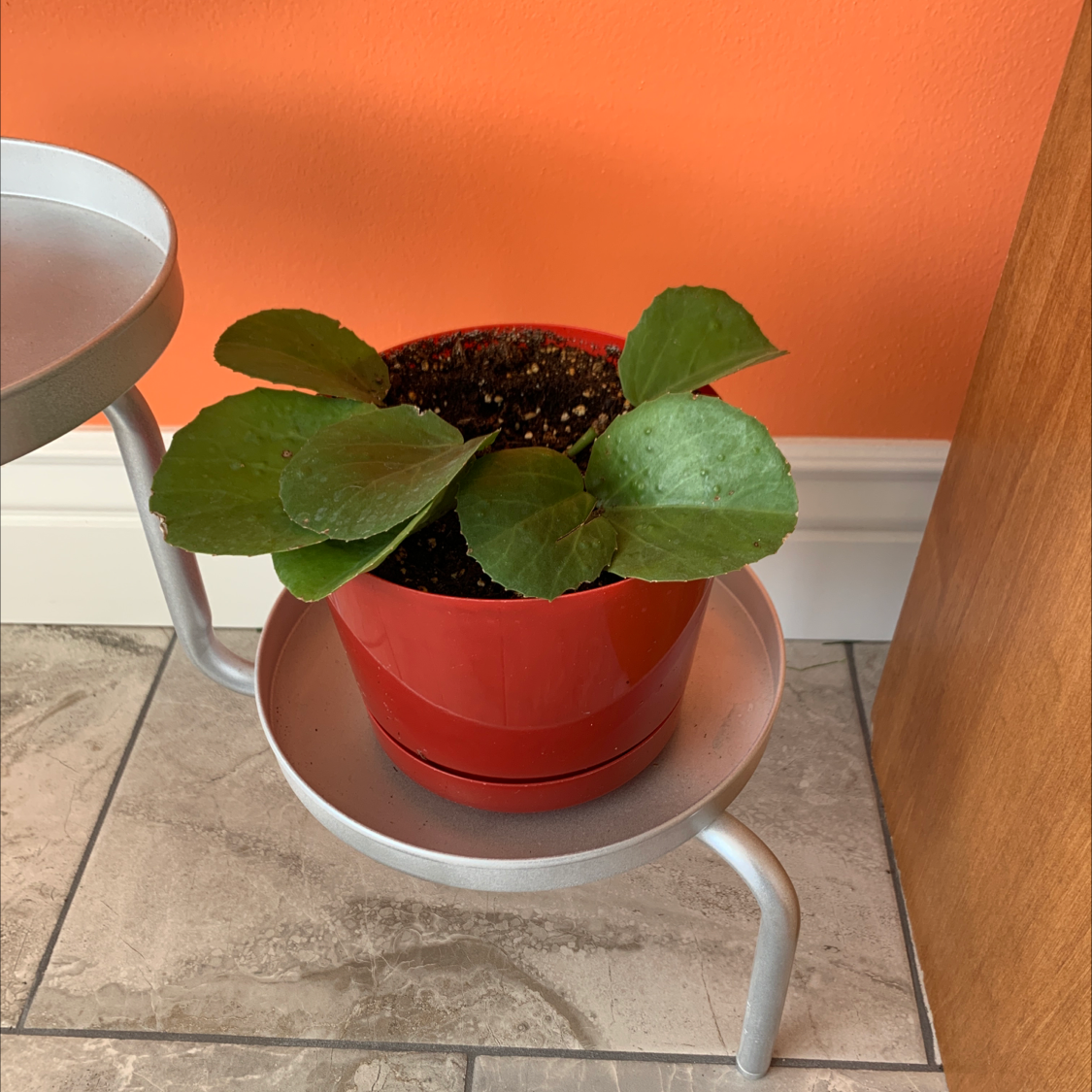 Photo of the plant species Peruvian Grape Ivy by @Manjee named Figyonce on Greg, the plant care app