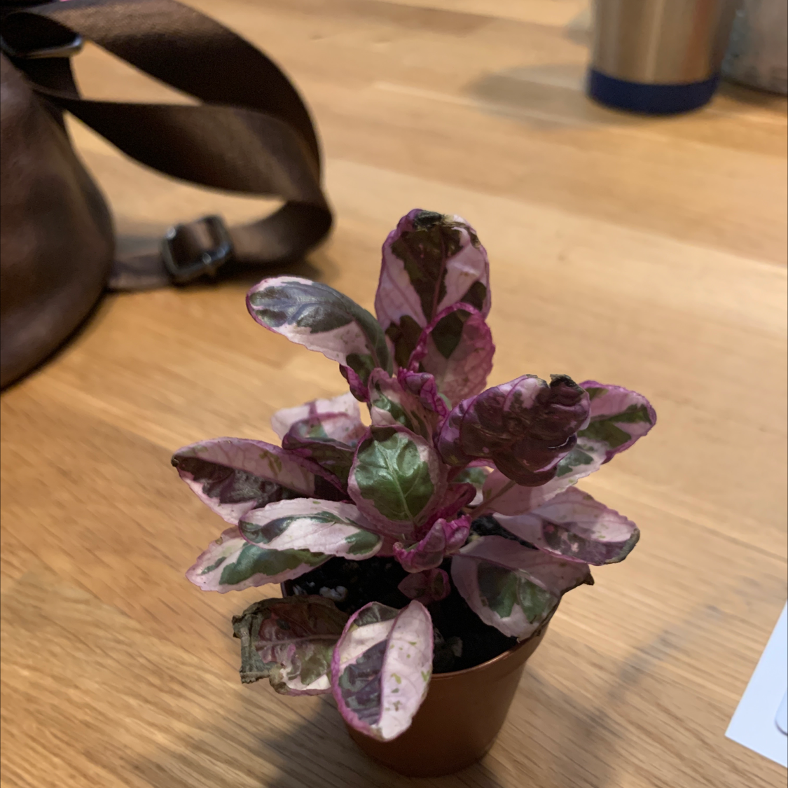 Small potted Waffle Plant with variegated purple and green leaves on a wooden surface.