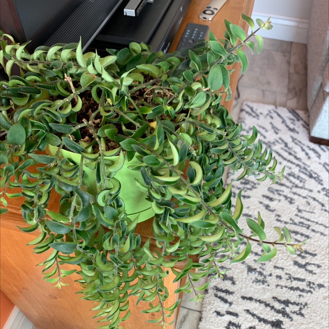 Lipstick Vine in a green pot with vibrant green leaves, well-framed and centered.