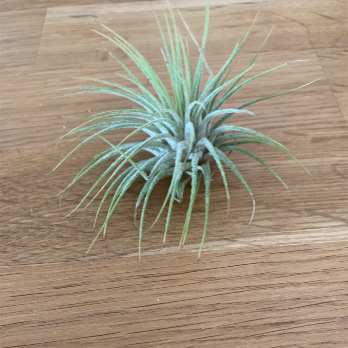 Photo of the plant species Tillandsia ionantha 'Guatemala' by @Manjee named Airick on Greg, the plant care app