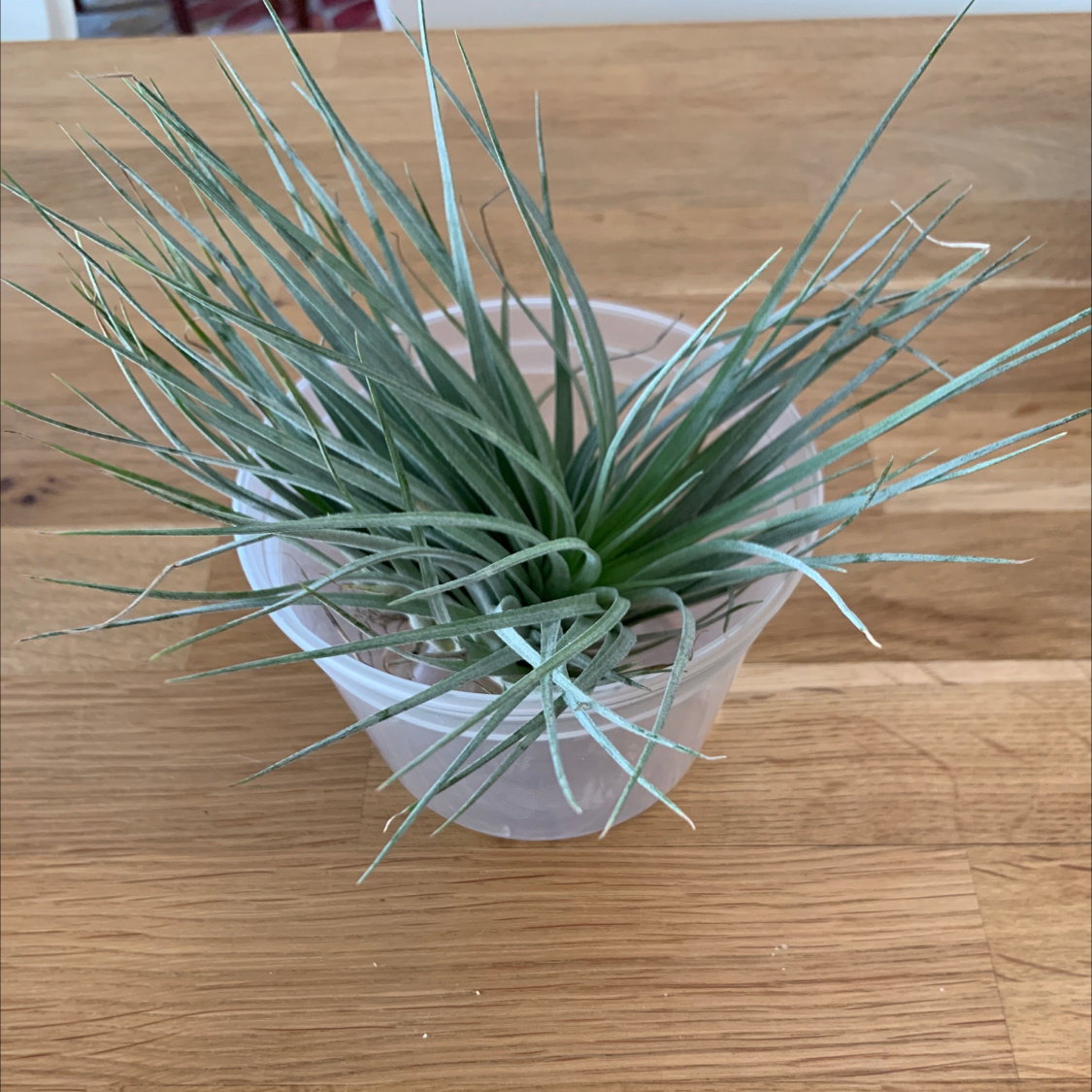 Photo of the plant species Houston Air Plant by @Manjee named Airielle on Greg, the plant care app