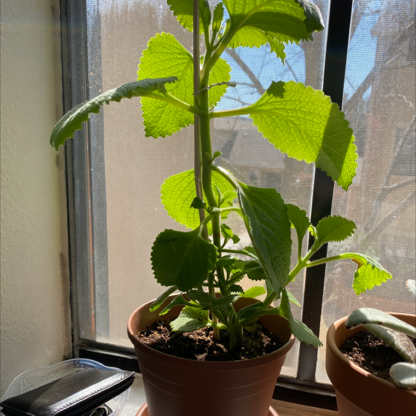 Healthy Mexican Mint plant in a pot near a window with vibrant green leaves.
