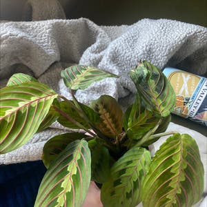 Green Prayer Plant plant photo by @JovialCacto named Aristotle on Greg, the plant care app.