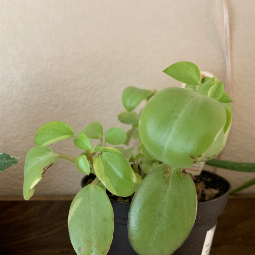 Variegated Teardrop Peperomia plant in a black pot with some minor browning on leaves.